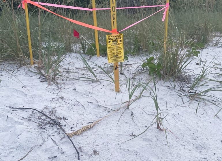 First turtle nests hatch on AMI
