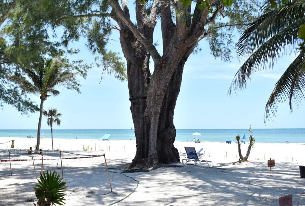 Treehouse lien reduction denied again