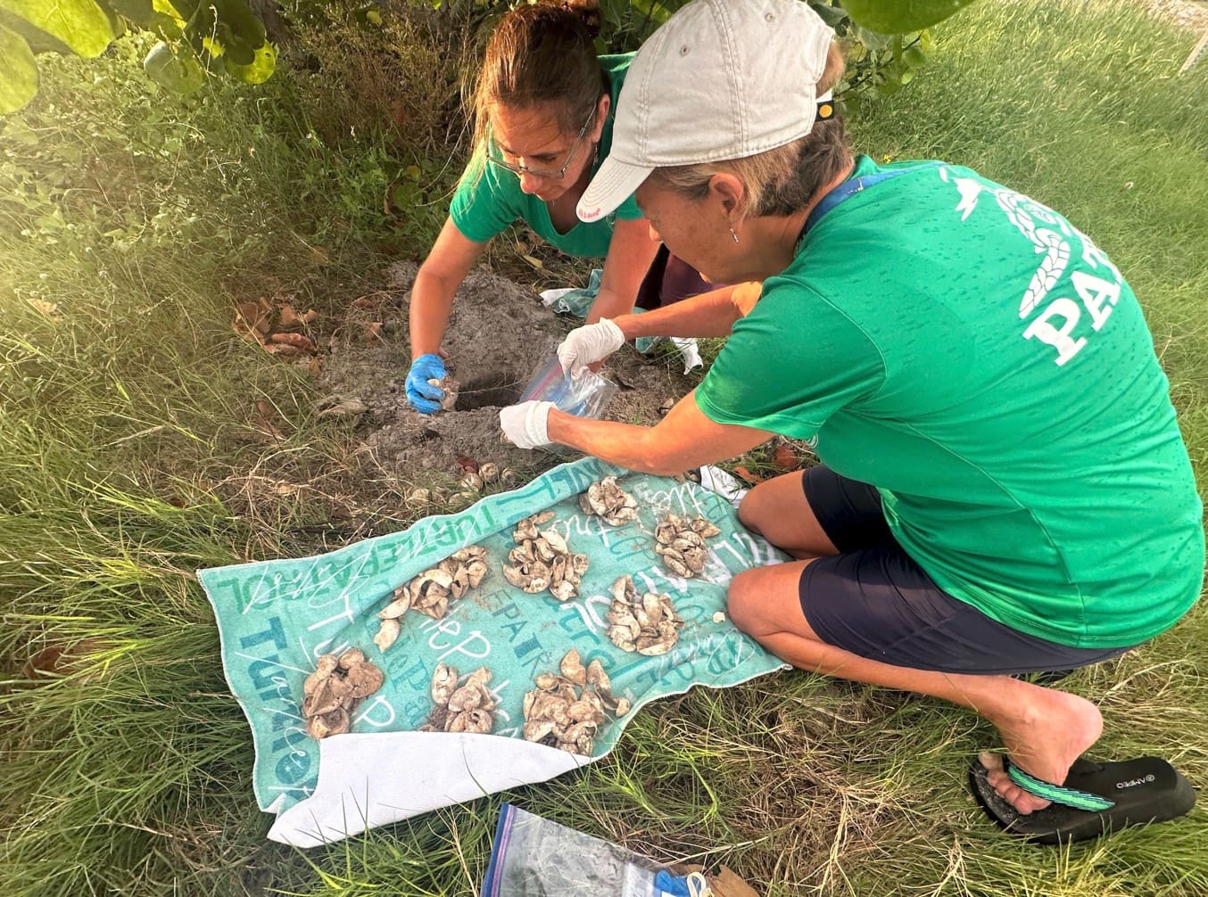 AMI approaching turtle nesting record