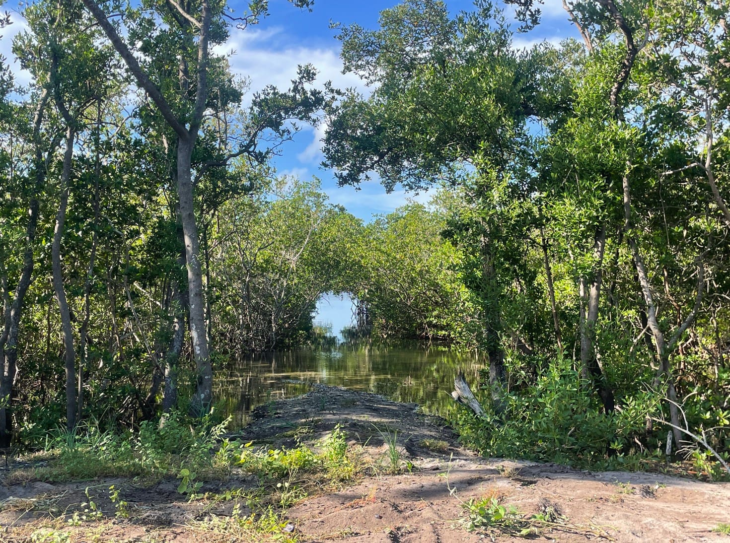 Sarasota Bay is visible at the south end of the preserve. - Leslie Lake | Sun