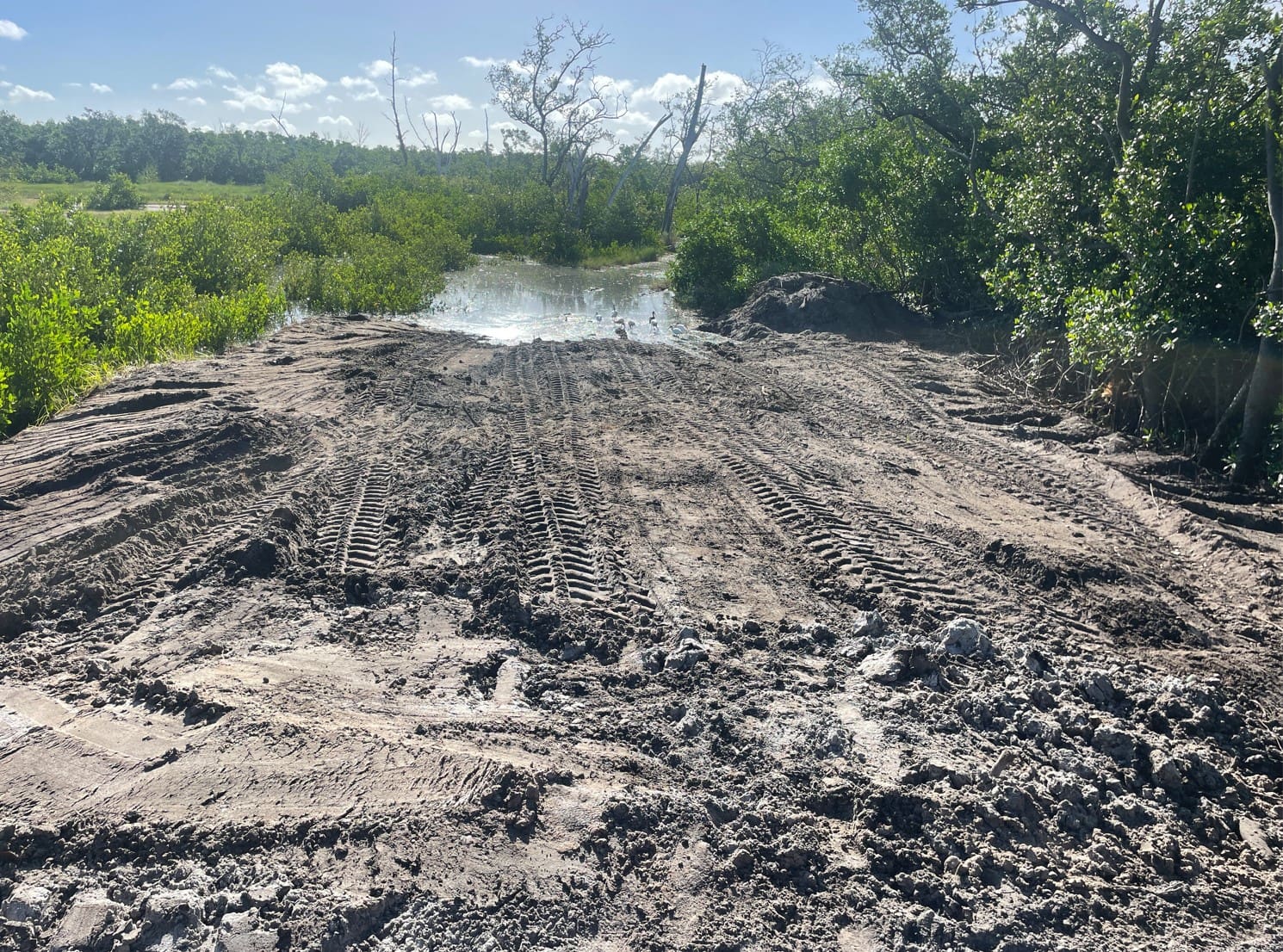 A future trail will be lined with shell at the FISH Preserve. - Leslie Lake | Sun