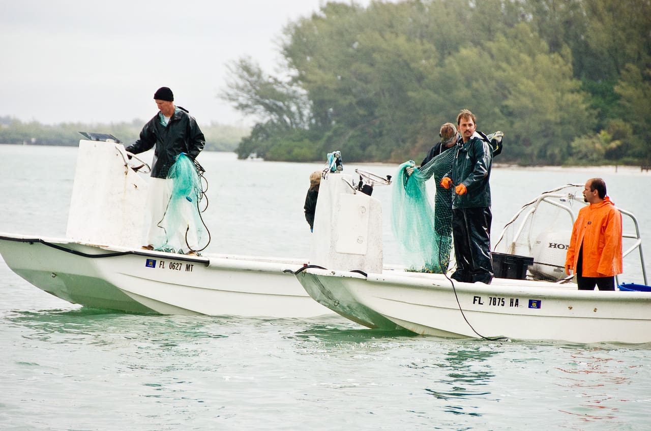 Reel Time: Why Mullet Jump