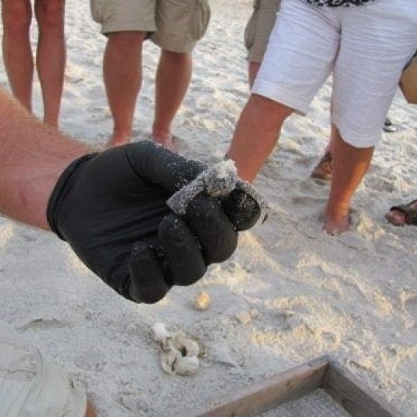Loggerhead hatchling