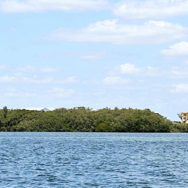 FDEP seeks $8,500 for Aqua mangrove violations