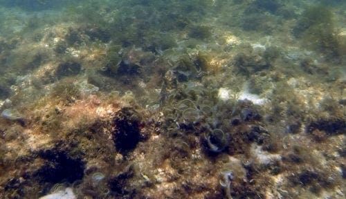 Trigger fish