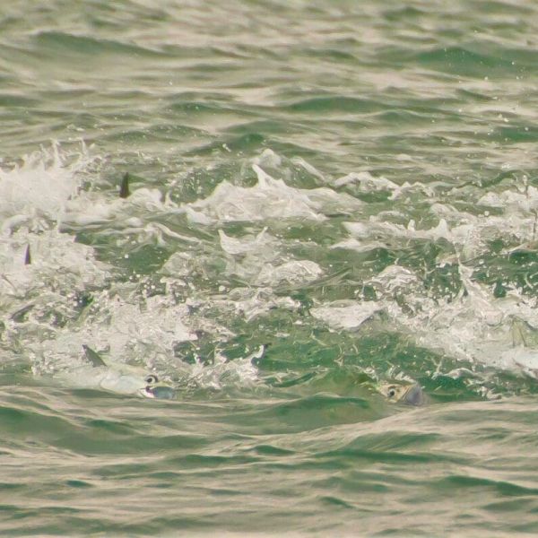 Reel Time: Fall fishing forecast - fun