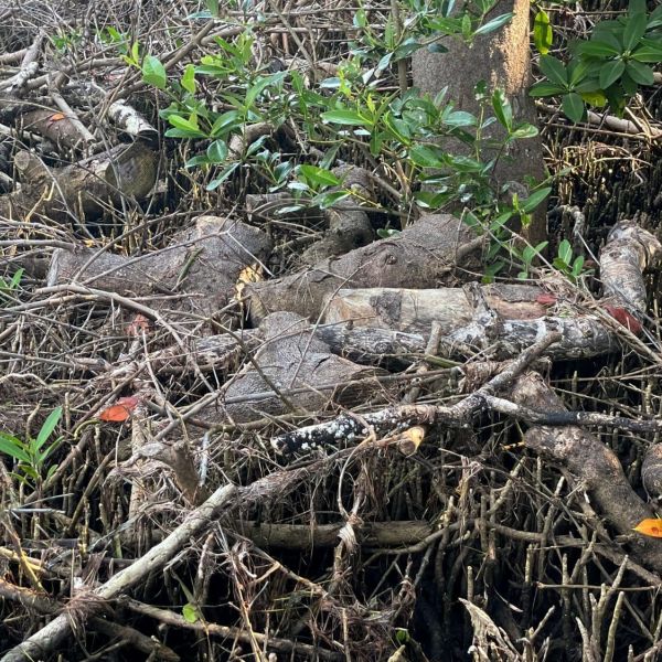 Suncoast Waterkeeper questions FDEP response to mangrove trimming