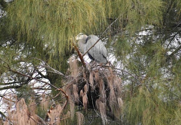 Great blue herons&rsquo; nest in jeopardy