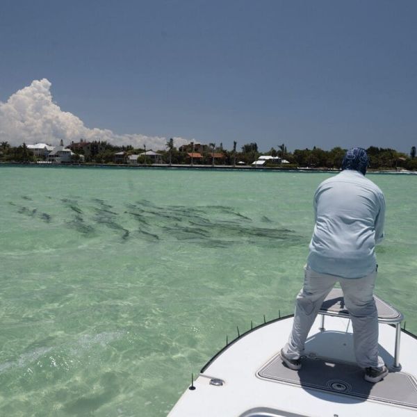 Tarpon primer: Part One