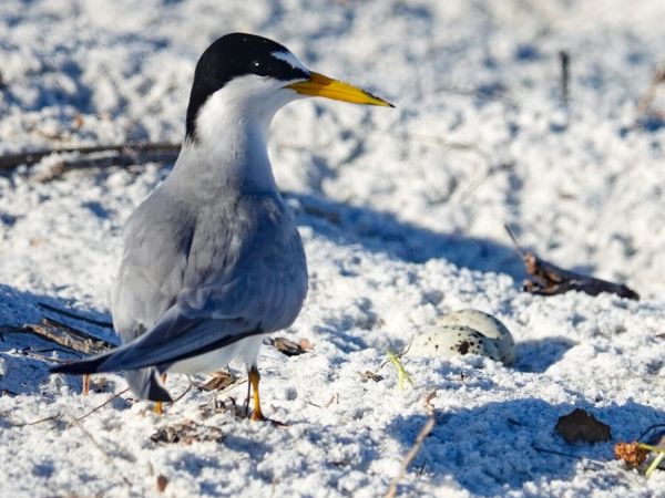 Least tern numbers increasing
