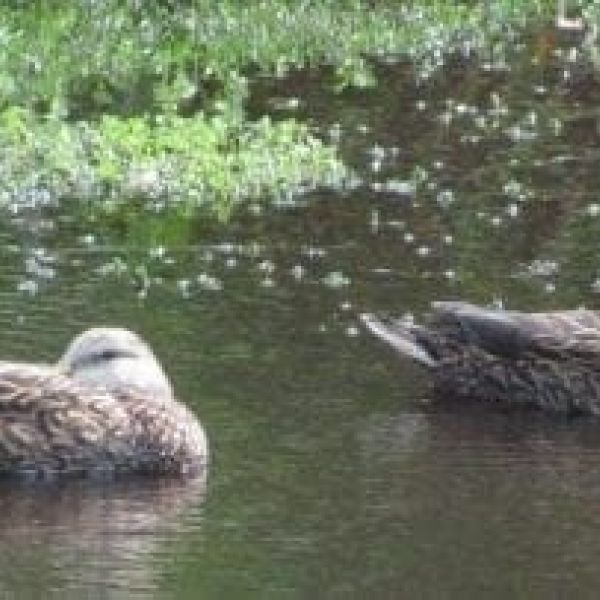 mottled ducks