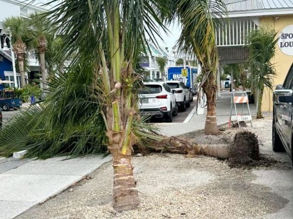 Signed palm tree agreement remains elusive
