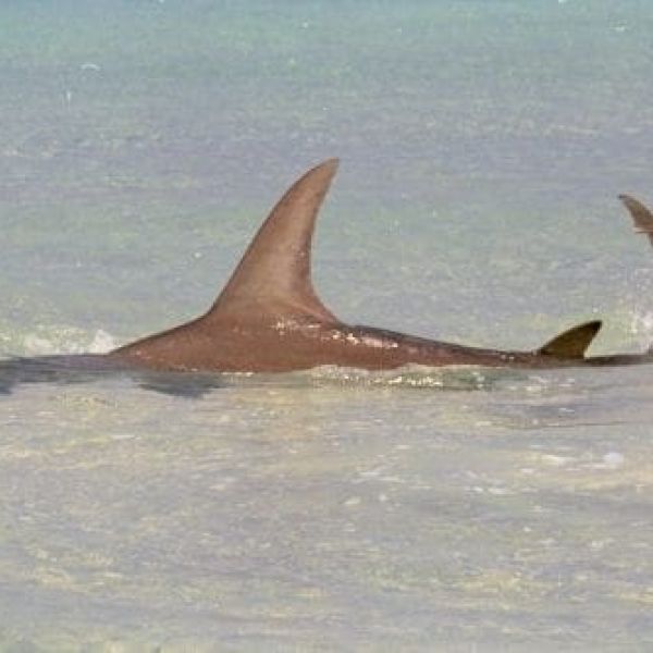 Hammerhead shark