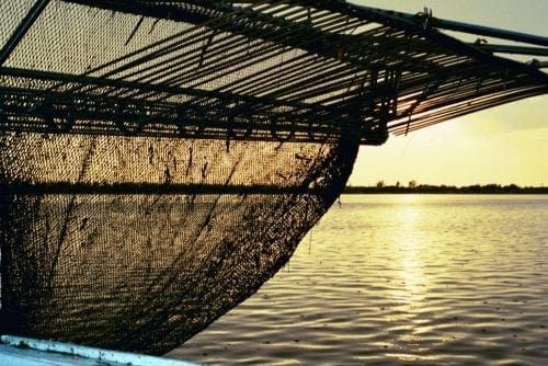 Cortez shrimp net - Cindy Lane | Sun