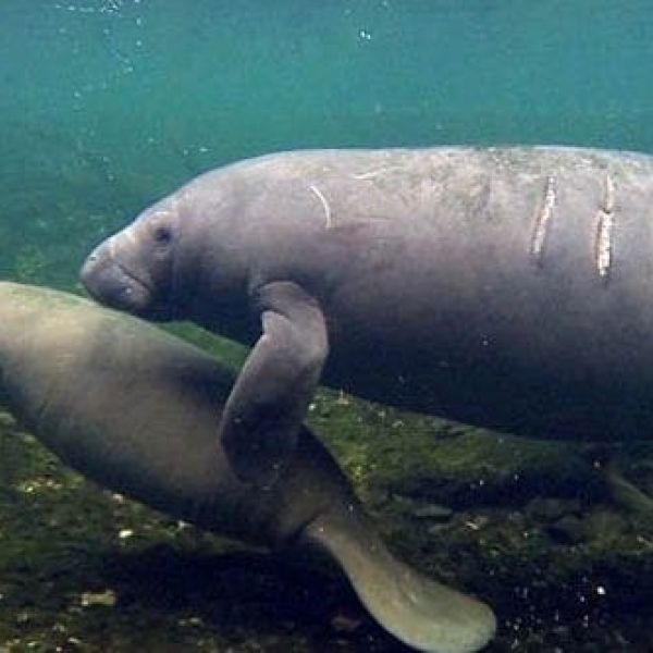 Watch out for manatees on the move