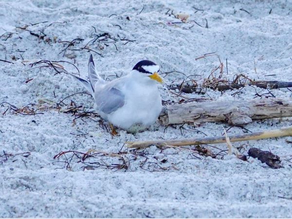Least tern colony thriving on beach