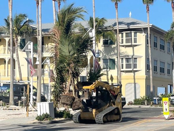 FDOT: Wrong trees, wrong place