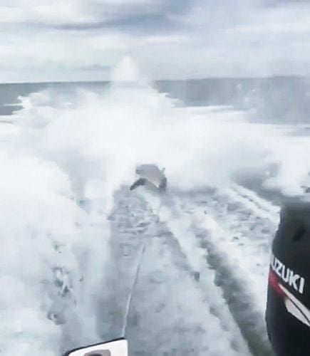 Shark dragging