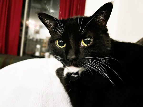 Commissioners consider regulating emotional support animals