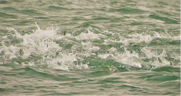 Reel Time: Fall fishing forecast - fun