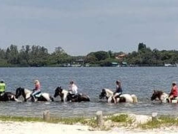 Concerns raised over horse waste in bay