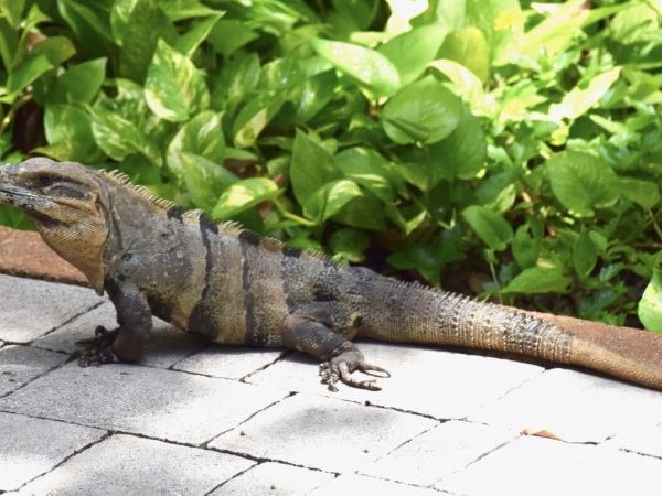 Wild iguanas are calling Anna Maria home
