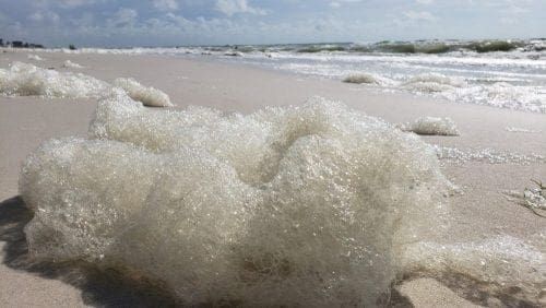 Red tide foam