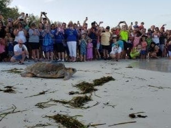 Bortie Too tagged, released