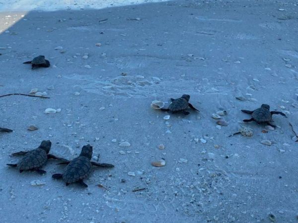 Hurricane ends turtle season early