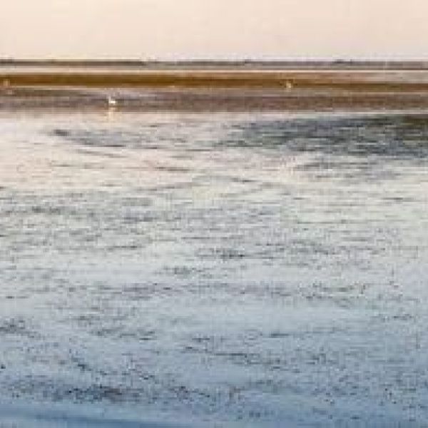 reel time Seagrass
