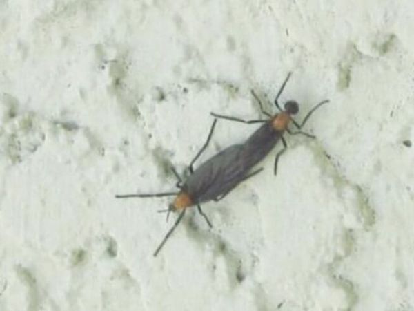 Lovebugs are back for spring mating season