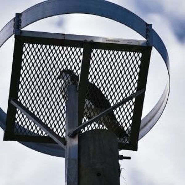 Displaced osprey gets a new home