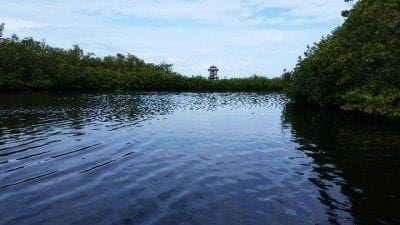 Non-toxic blue-green algae at Robinson Preserve