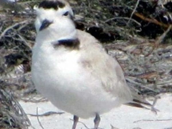 snowy plover