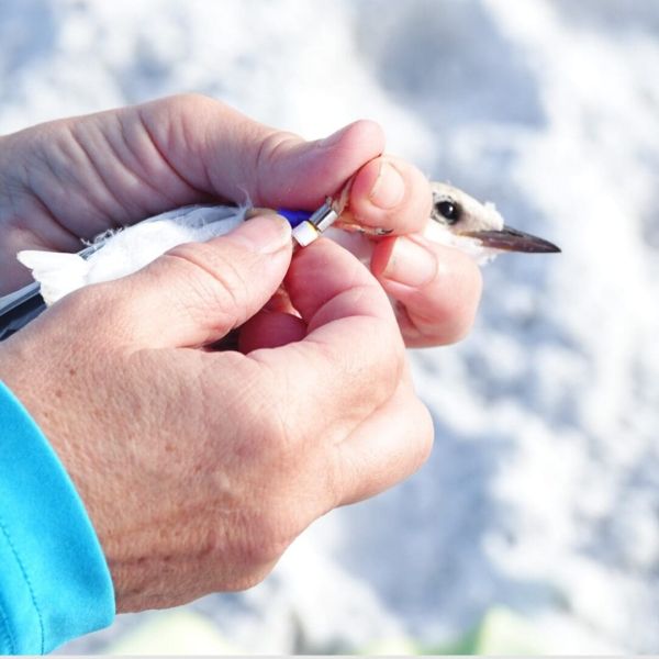 Least tern chicks fitted with tracking bands
