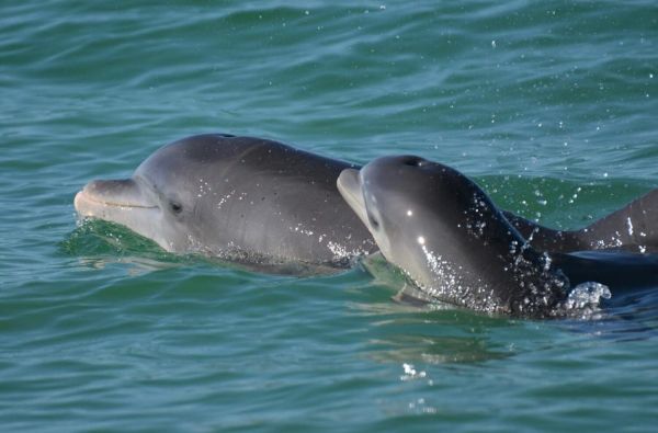 Beleaguered area waters still producing miracles