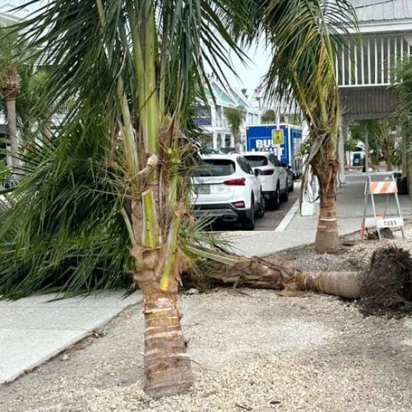 Signed palm tree agreement remains elusive