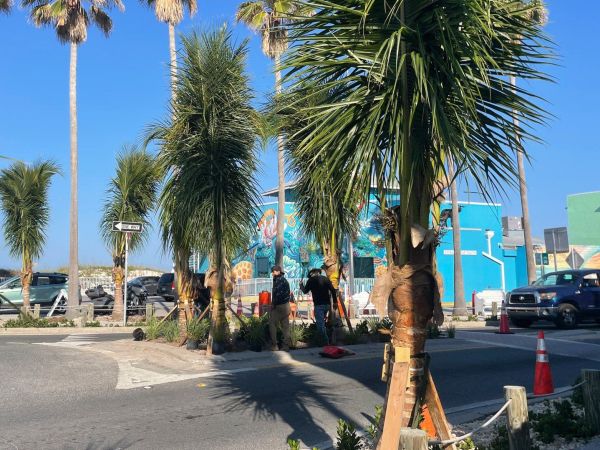 Palm tree landscaper awaiting payment from city