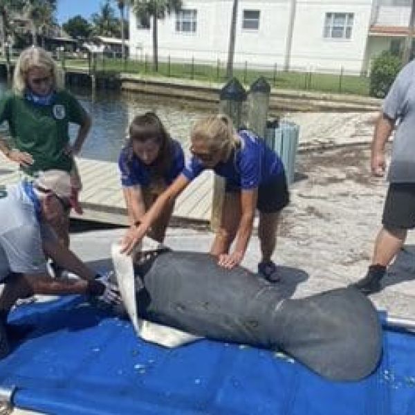 Rescued manatee calf, mom released