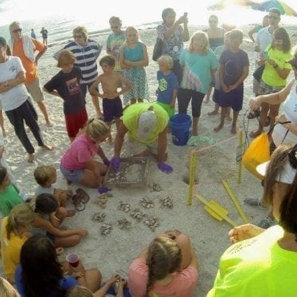 Turtle nest excavation