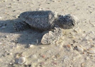 Turtle hatchling