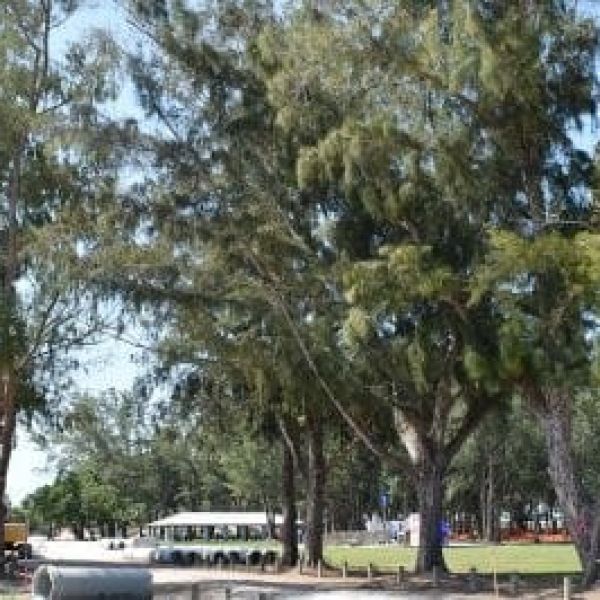 County Commission authorizes removal of six Australian pines