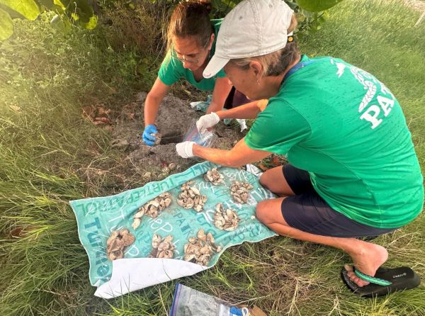 AMI approaching turtle nesting record