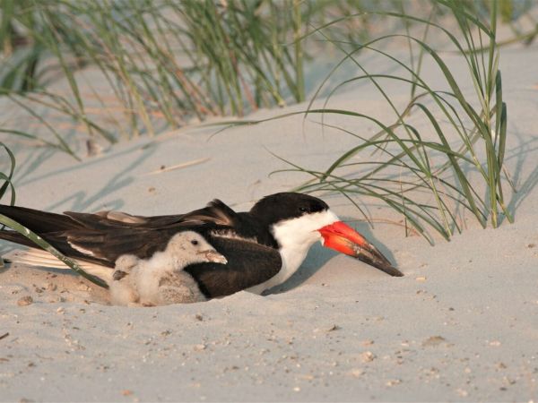 Fireworks pose danger to wildlife