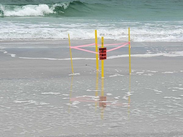 Turtle season slows to a crawl