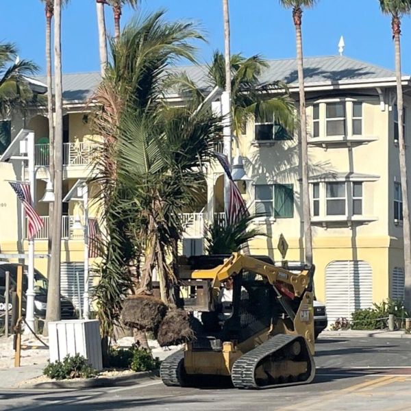 FDOT: Wrong trees, wrong place