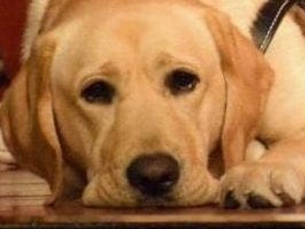 Southeastern Guide Dogs Issac