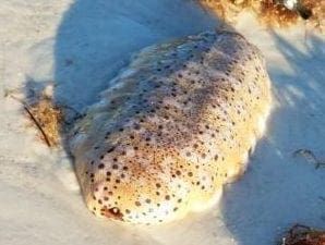 Beach aliens