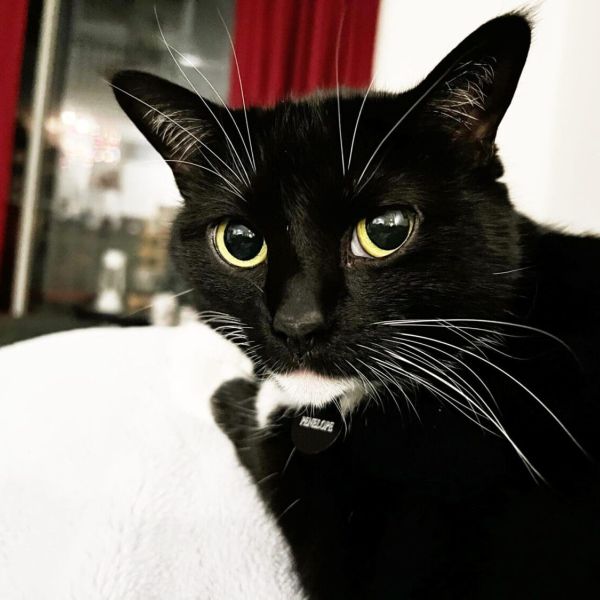 Commissioners consider regulating emotional support animals