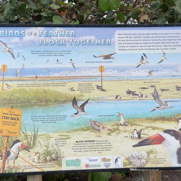 Please, don&rsquo;t feed shorebirds